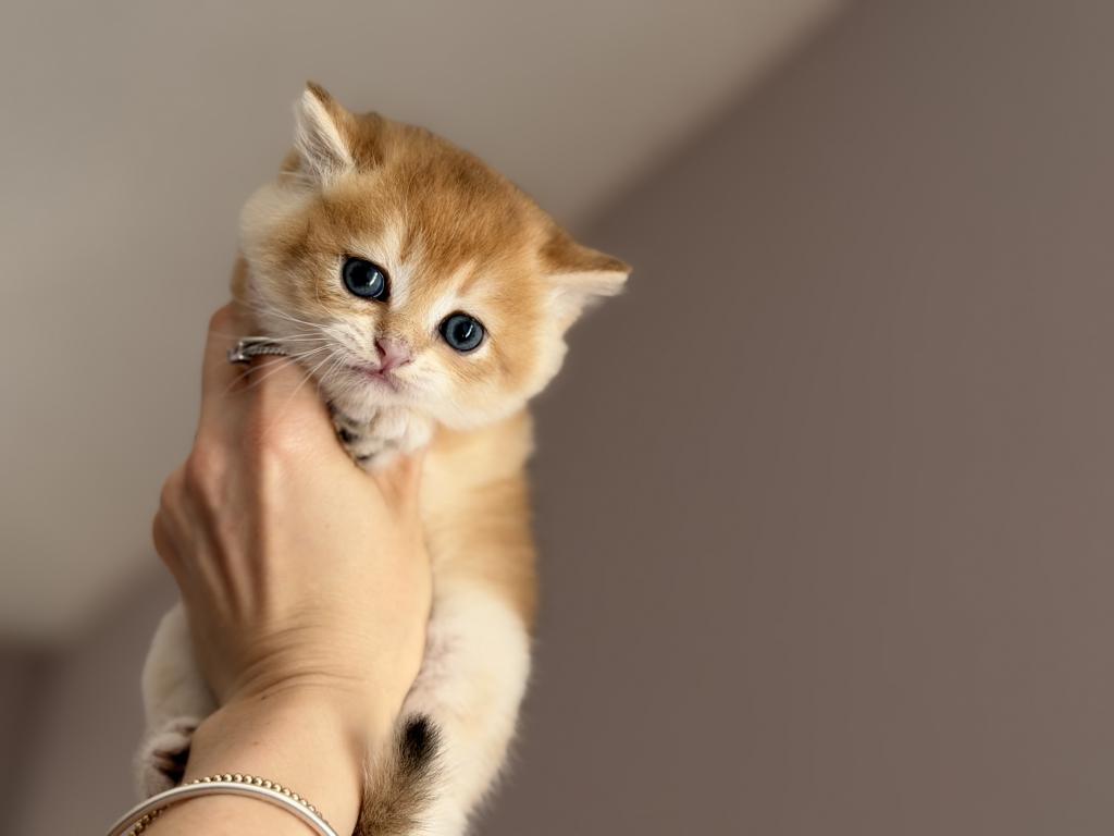 Kitten Scottish Straight Male photo 2
