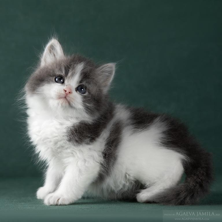 Oliver photo 3