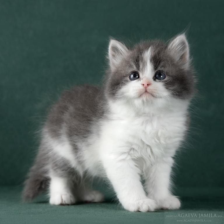 Oliver photo 2