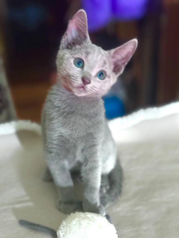 Russian Blue 1 23 photo 2