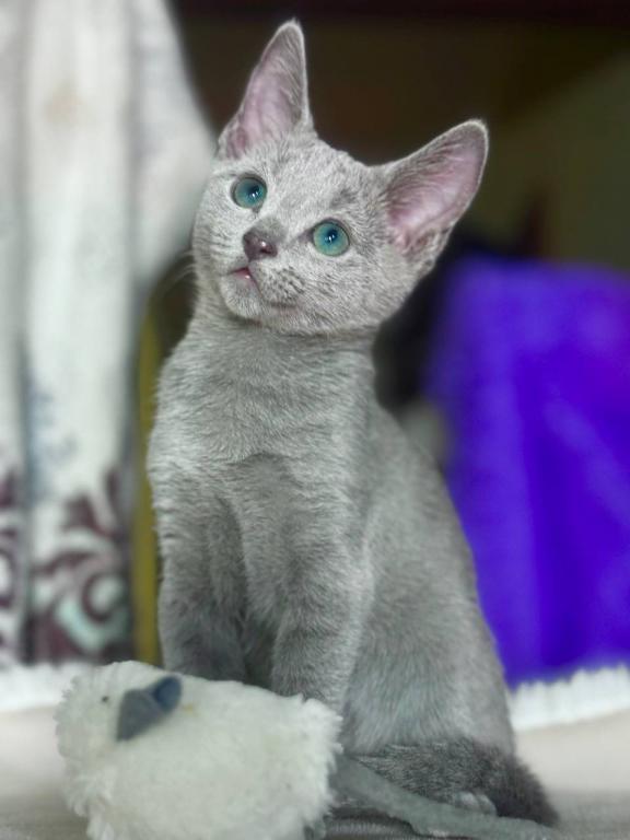Russian Blue 1 23 photo 5