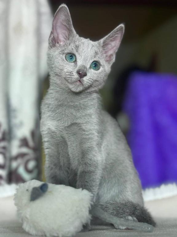 Russian Blue 1 23 photo 4