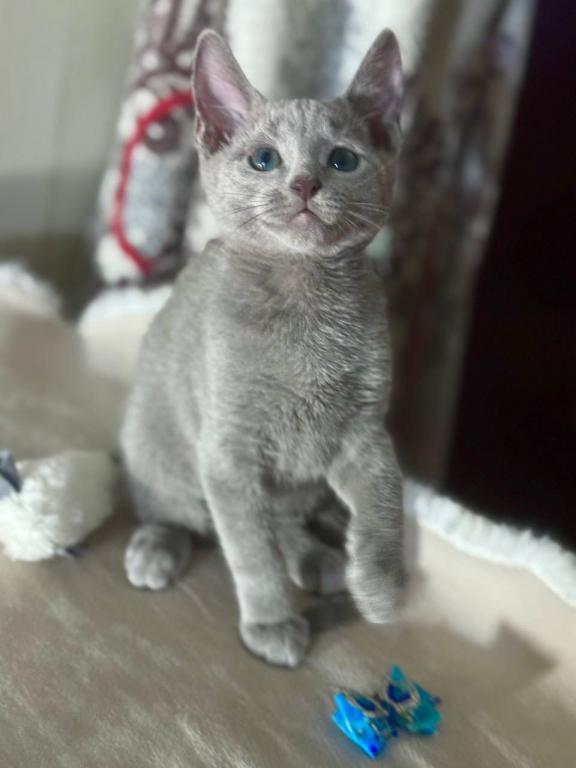 Russian Blue 1 23 photo 3