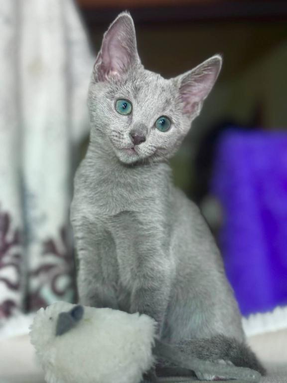 Russian Blue 1 23 photo 1