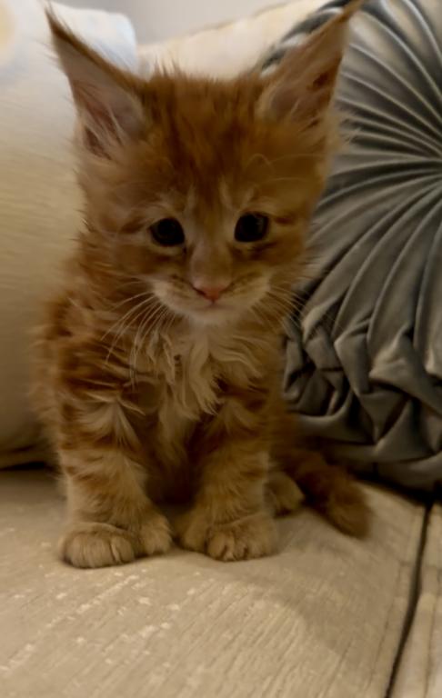 Caribbean Coons Maine Coon Kittens Sarasota