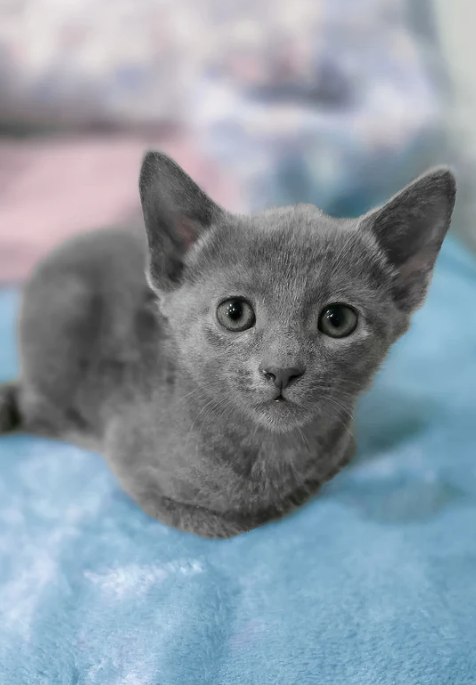 Russian Blue Kitten 9 Weeks Old photo 1
