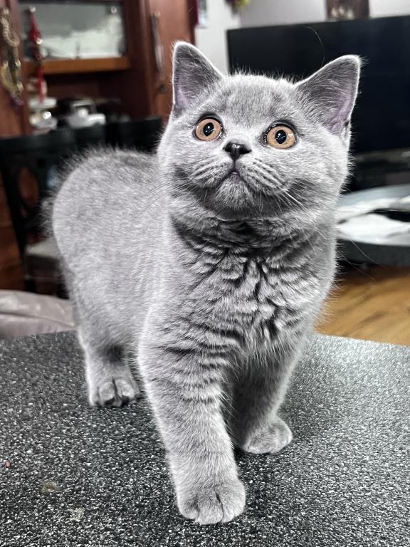 Azura Blue British Shorthair Girl photo 5