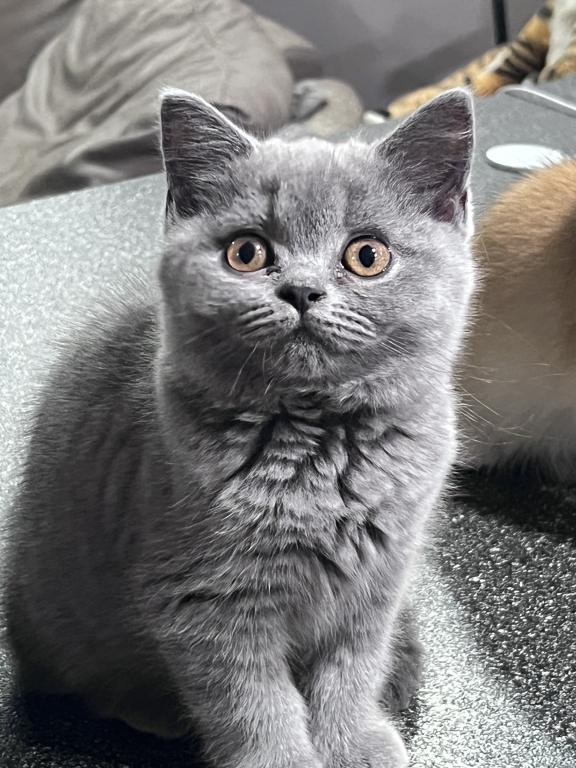 Azura Blue British Shorthair Girl photo 11