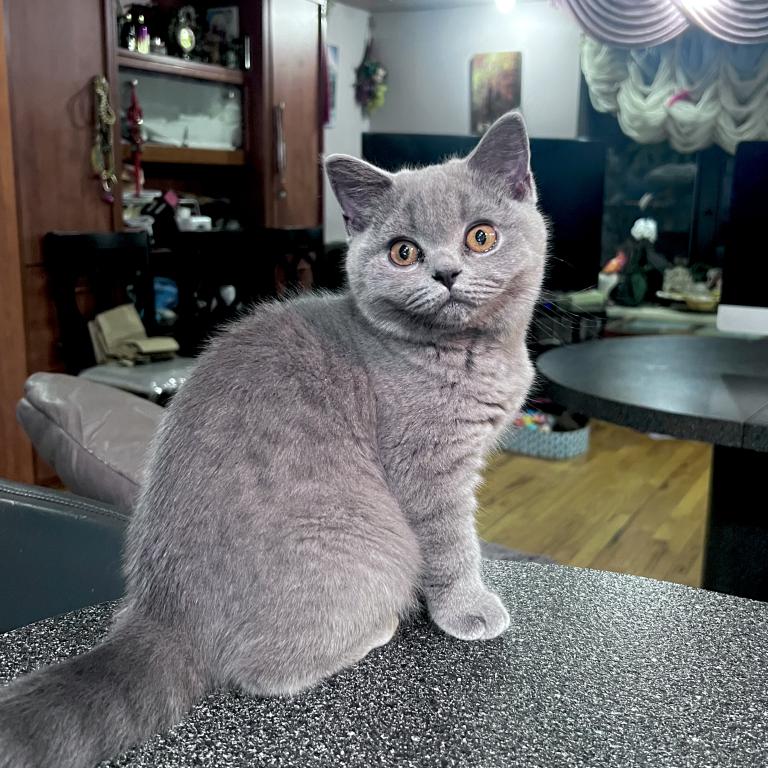 Azura Blue British Shorthair Girl photo 1