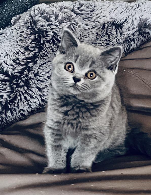 Azura Blue British Shorthair Girl photo 1