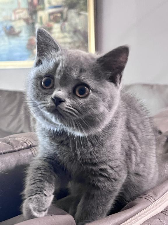 Azura Blue British Shorthair Girl photo 12
