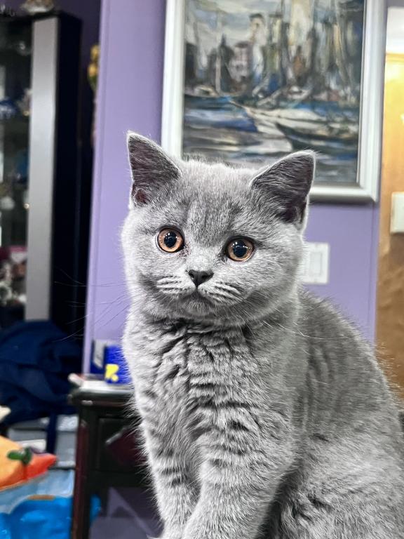 Azura Blue British Shorthair Girl photo 6
