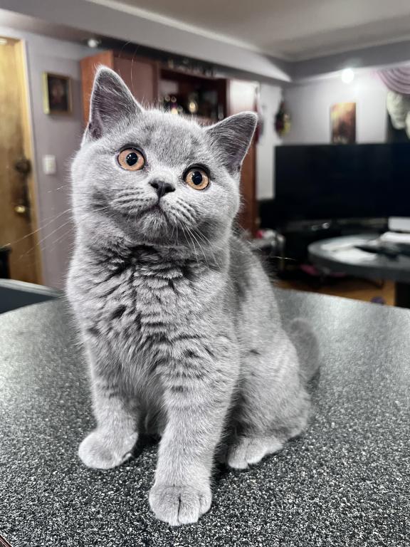 Azura Blue British Shorthair Girl photo 4