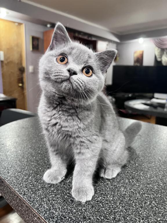 Azura Blue British Shorthair Girl photo 2