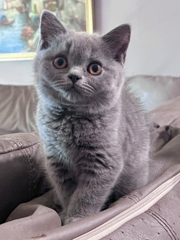 Azura Blue British Shorthair Girl photo 8