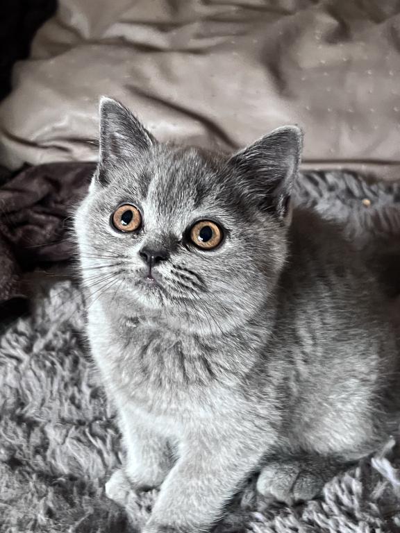 Azura Blue British Shorthair Girl photo 7