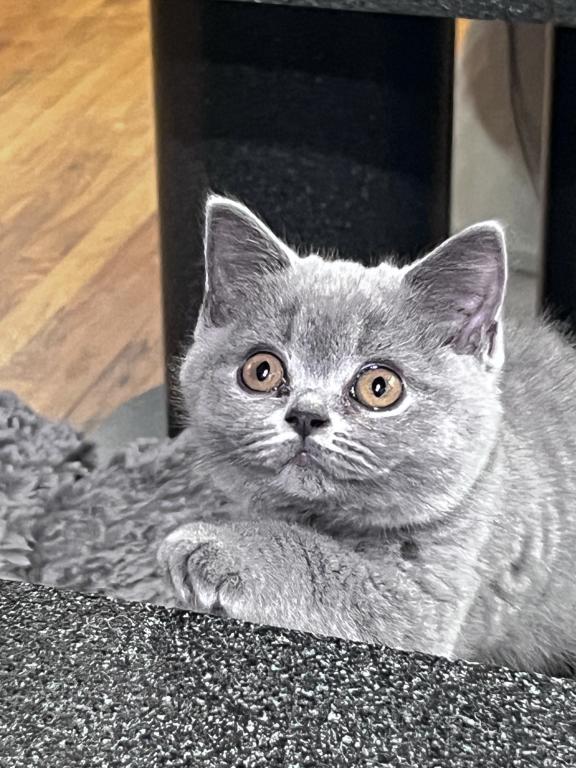 Azura Blue British Shorthair Girl photo 10