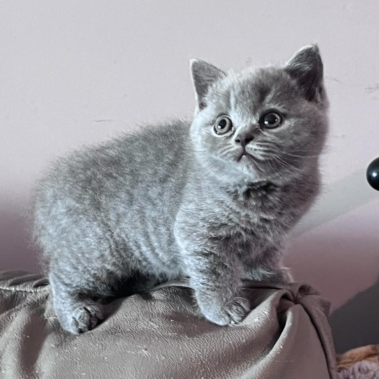 Azura Blue British Shorthair Girl photo 9