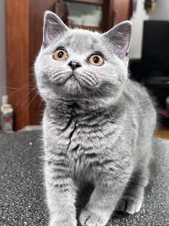 Azura Blue British Shorthair Girl photo 3