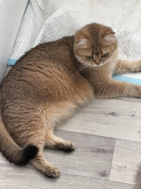 Sonya photo 7