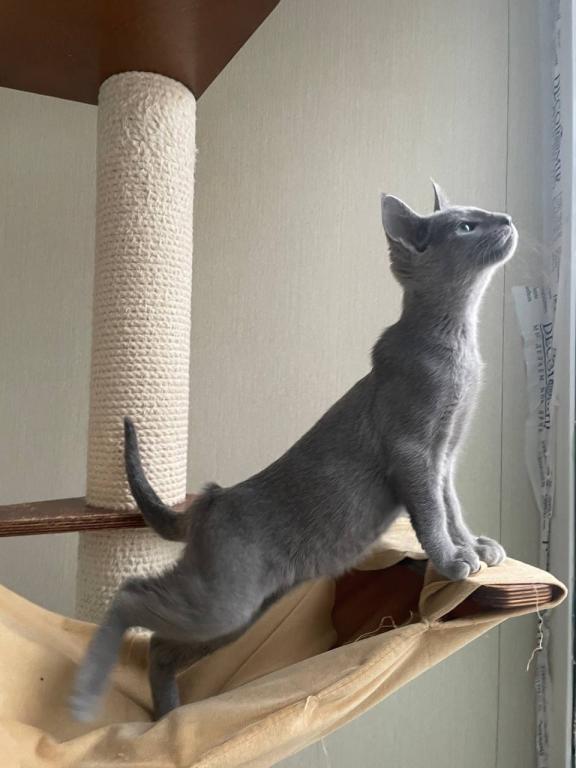 Russian Blue REK B photo 3