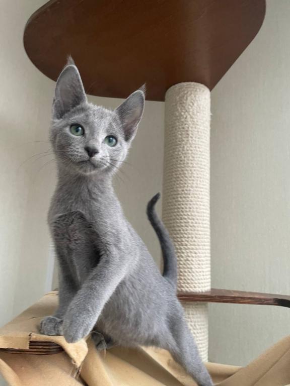 Russian Blue REK B photo 1