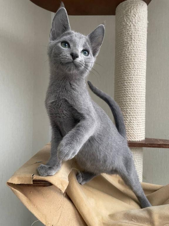 Russian Blue REK B photo 2