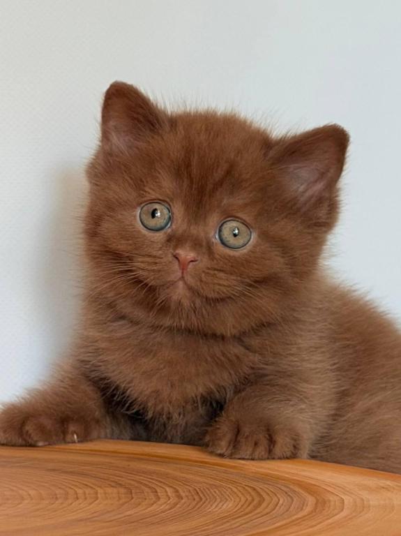 Fudge photo 7