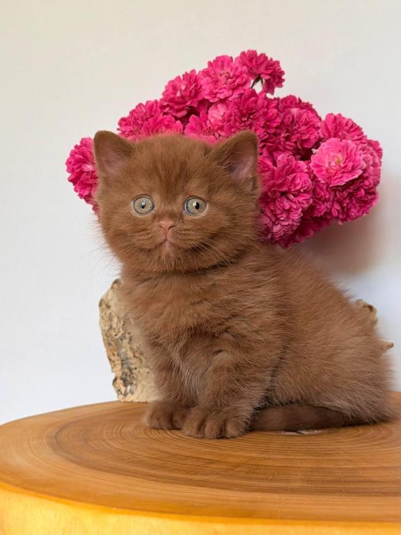 Fudge photo 2