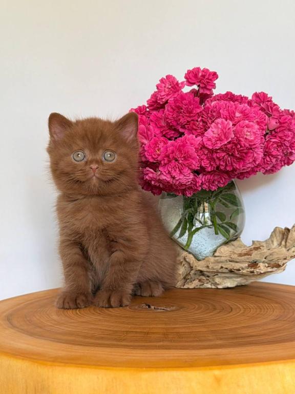 Fudge photo 4