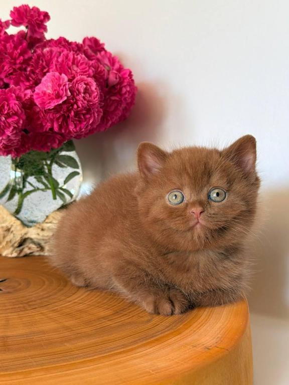 Fudge photo 1