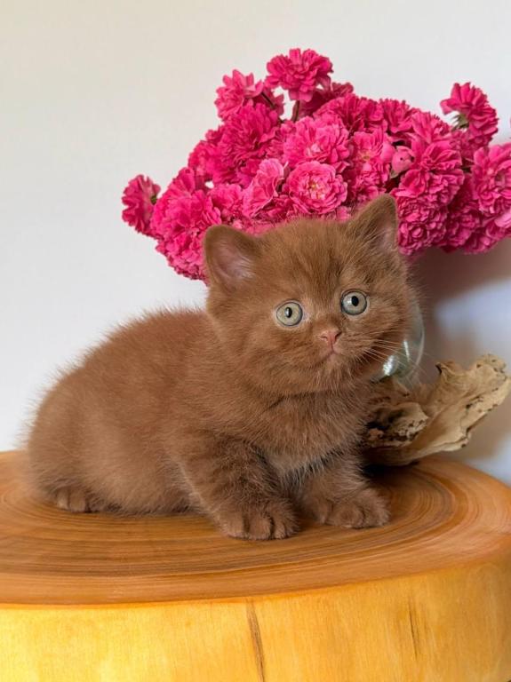 Fudge photo 3