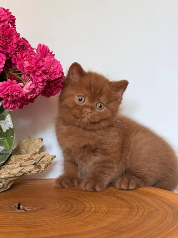 Fudge photo 5