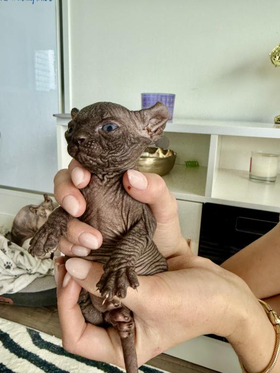 Bicolor Female Purebred Sphynx Kitten photo 3