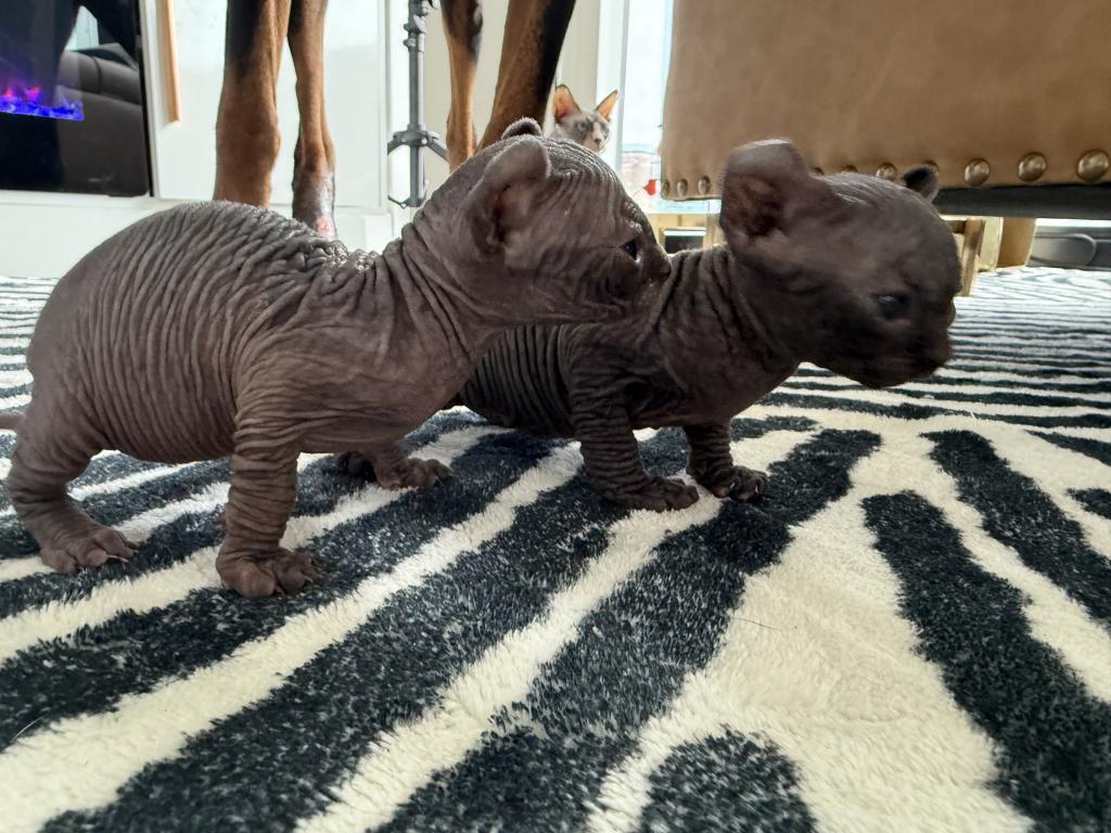 Bicolor Female Purebred Sphynx Kitten photo 2