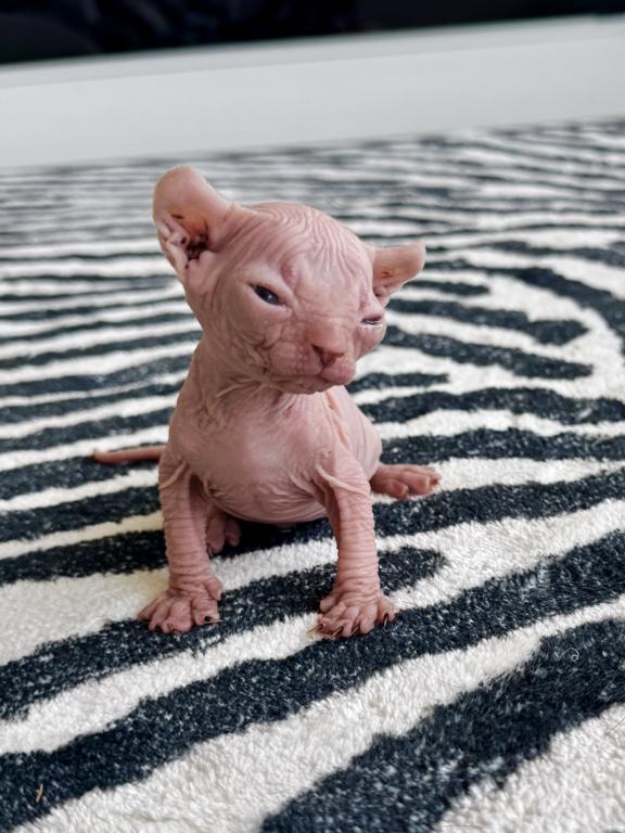 Bicolor Female Purebred Sphynx Kitten photo 4