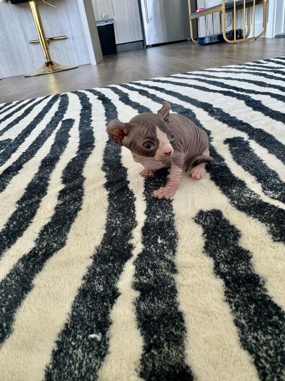 Bicolor Female Purebred Sphynx Kitten photo 1