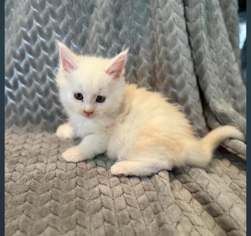 Nala photo 3