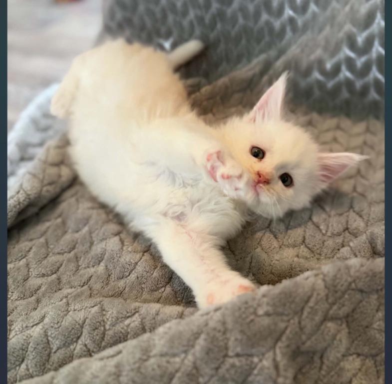 Nala photo 1