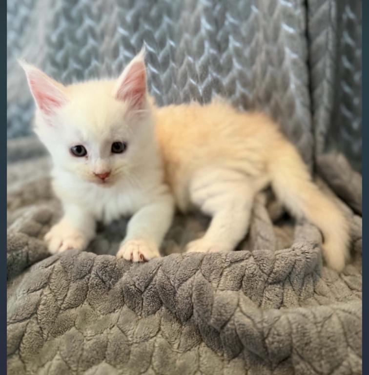 Nala photo 4