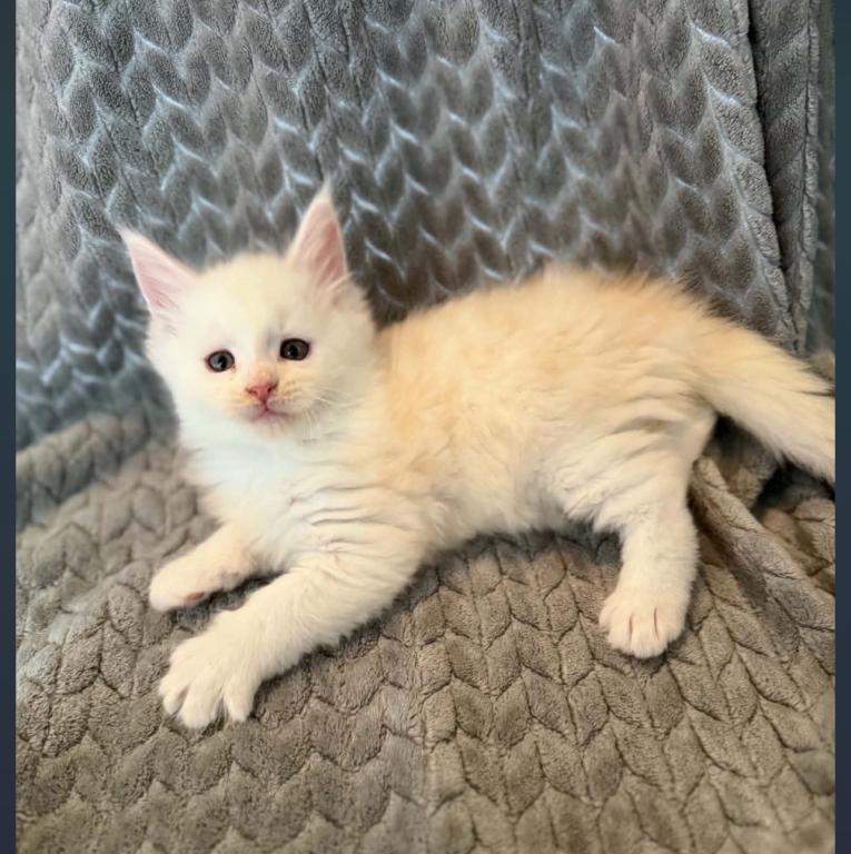 Nala photo 2