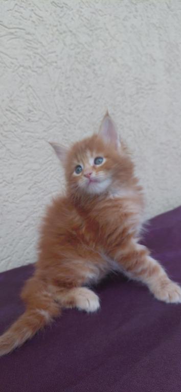 Cooper Majestic European Type Maine Coon Boy photo 13