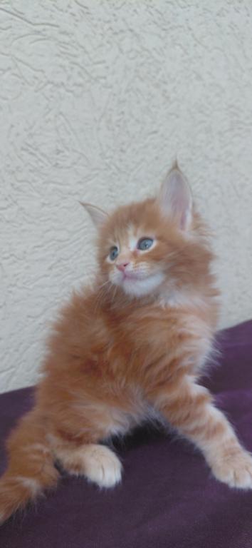 Cooper Majestic European Type Maine Coon Boy photo 12