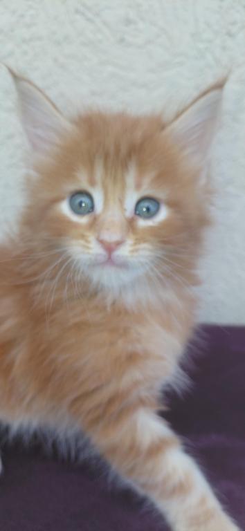 Cooper Majestic European Type Maine Coon Boy photo 17
