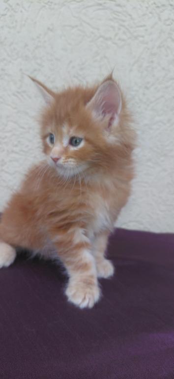 Cooper Majestic European Type Maine Coon Boy photo 6