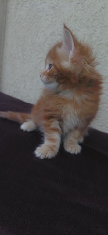 Cooper Majestic European Type Maine Coon Boy photo 5