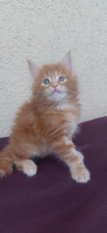 Cooper Majestic European Type Maine Coon Boy photo 14