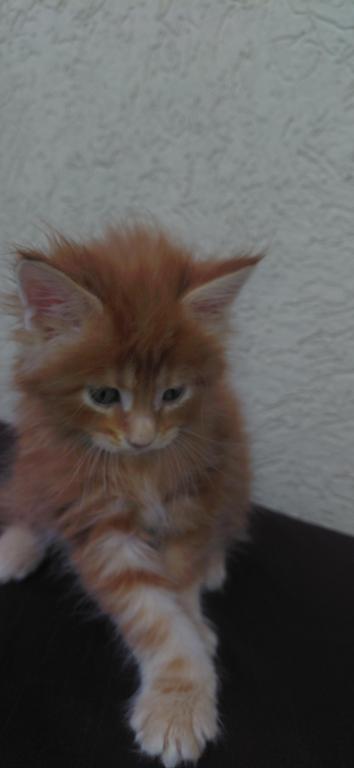 Cooper Majestic European Type Maine Coon Boy photo 16