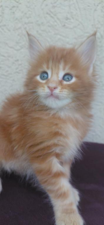 Cooper Majestic European Type Maine Coon Boy photo 20