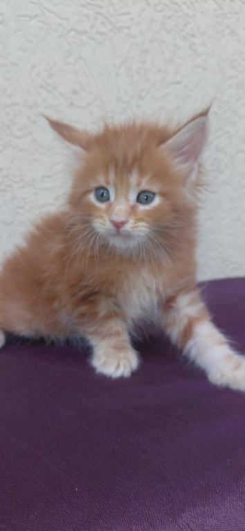 Cooper Majestic European Type Maine Coon Boy photo 2